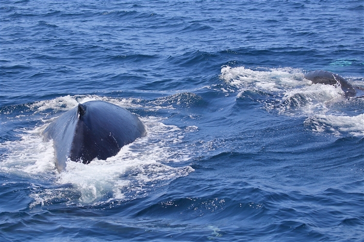 HumpbackWhales_IMG_5110_m