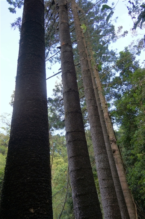 SpringBrooknationalParkNearNaturalBridge_DSC06009