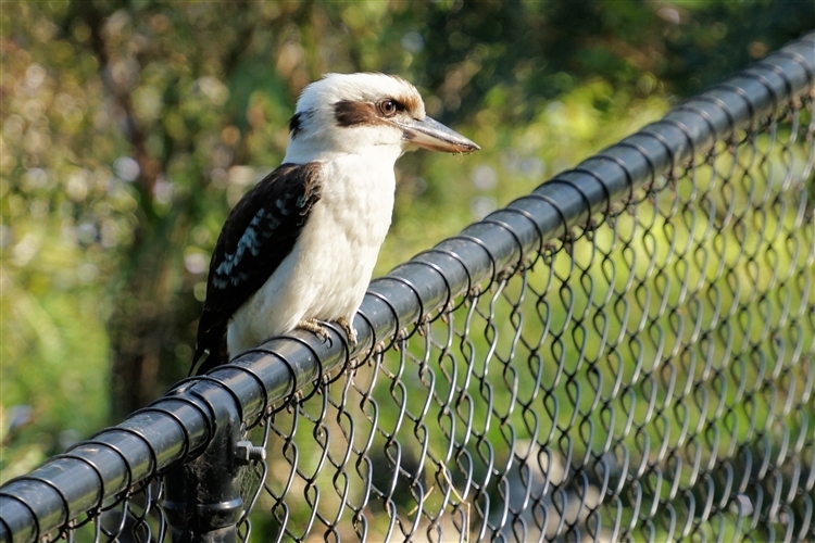 WildLifePark_DSC06134