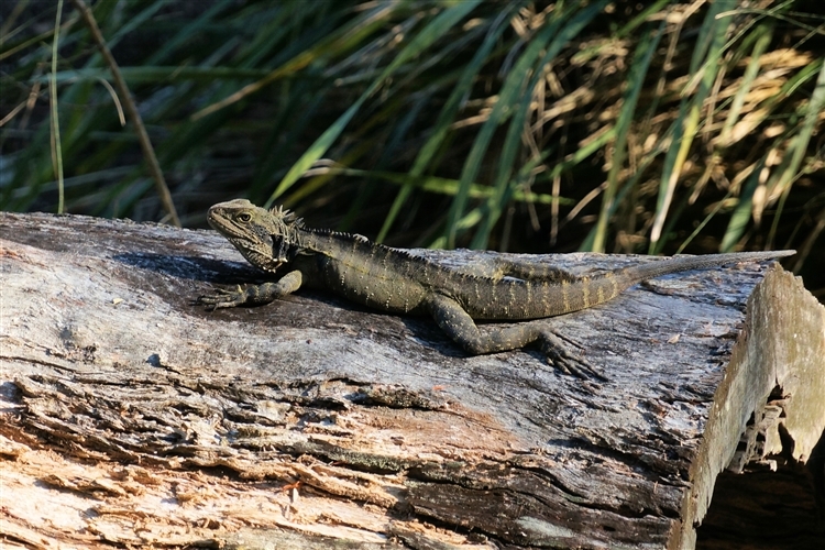 WildLifePark_DSC06135