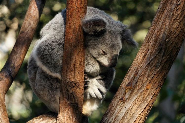 WildLifePark_DSC06137