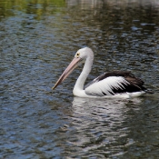 GoldCoast_WildlifeParks_IMG_5271