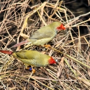 GoldCoast_WildlifeParks_IMG_5283