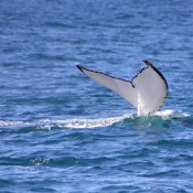 HumpbackWhales_IMG_5027_m_3