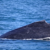 HumpbackWhales_IMG_5042_m