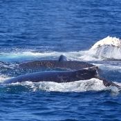 HumpbackWhales_IMG_5082_m_3