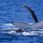 HumpbackWhales_IMG_5084_m_3