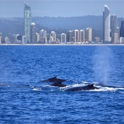 HumpbackWhales_IMG_5089_m_4