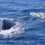 HumpbackWhales_IMG_5110_m