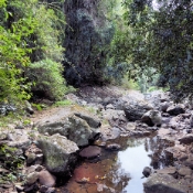 SpringbrookNationalParkNearNaturalBridge_DSC06004