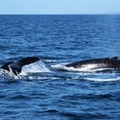 SurfersParadise_whales_DSC06075