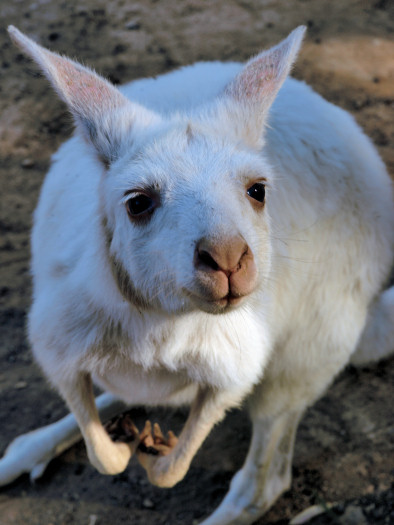 LIVING TRAVEL - AUSTRALIA - South Australia - Cleland