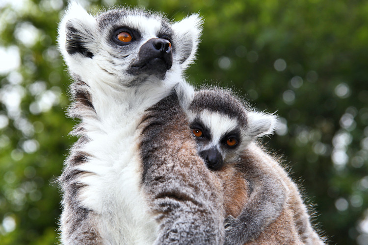 Wildlife Park