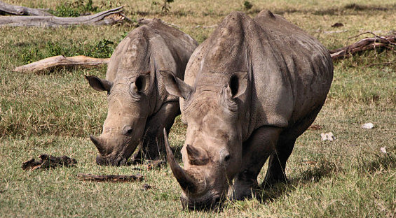 Travel Photos of East African Animals