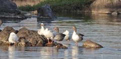 Nile River near Aswan - Hybrid Greylag Geese