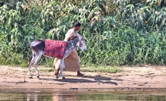 Nile River bank near Aswan, farmer