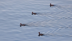 Nile River near Aswan - Ferruginous Ducks from Siberia