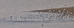 Nile River near Aswan - Gulls, Terns, Snipe, Black-winged Stilt and Egyptian Geese