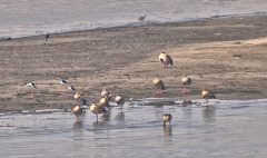 Nile River near Aswan - Black-winged Stilt and Egyptian Geese