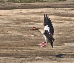 Nile River near Aswan - Egyptian Goose