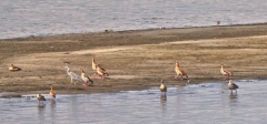 Nile River near Aswan - Black-winged Stilt and Egyptian Geese