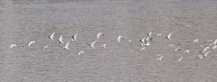 Nile River near Aswan - Gulls and Terns