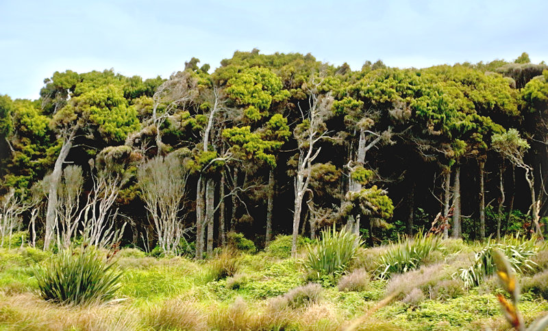 Nearby woods, Curio Bay, South Island, New Zealand