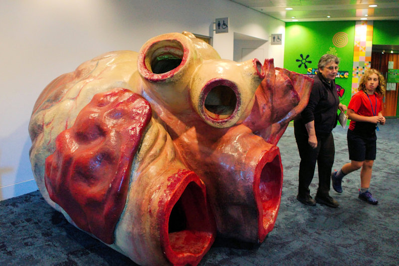 Blue Whale heart replica, Wellington Museum, New Zealand