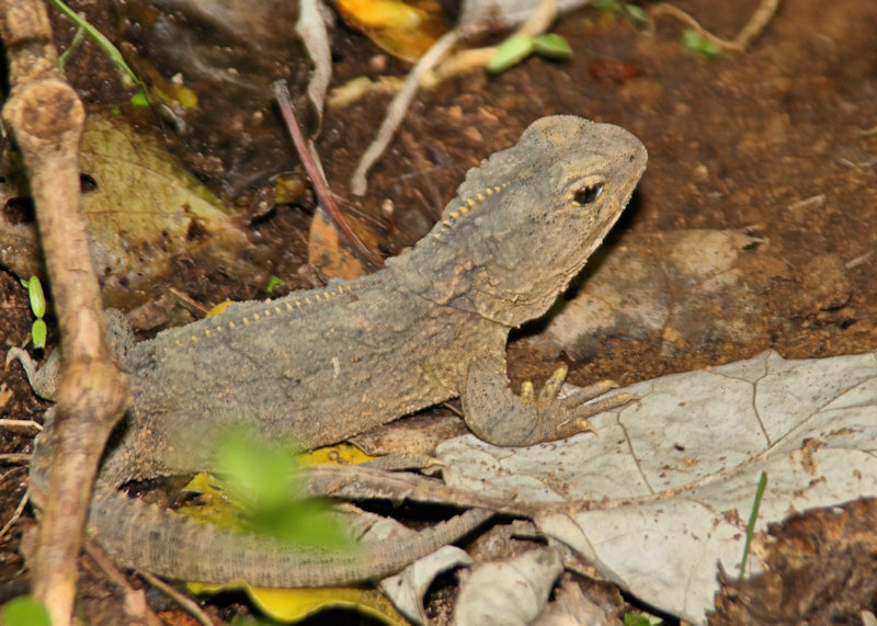 Zealandia Sanctuary, Wellington, Tuatara (Sphenodon punctatus)