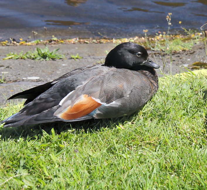  Zealandia Sanctuary, Wellington - Paradise Shelduck (Tadorna variegata_putangitangi)