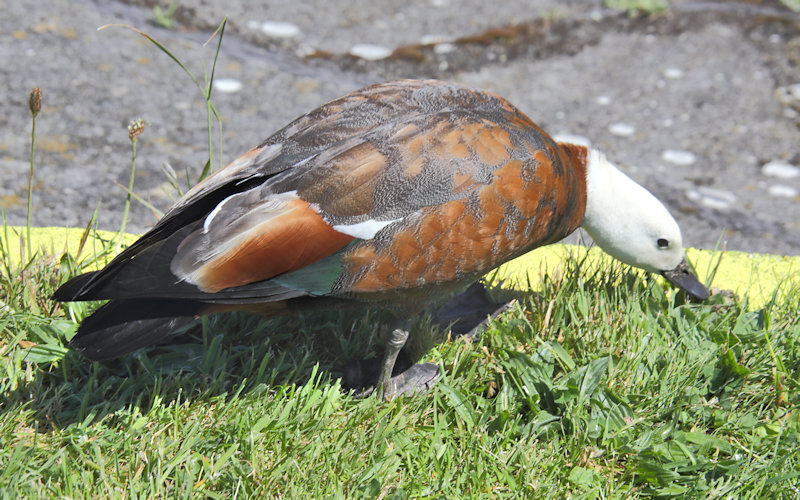  Zealandia Sanctuary, Wellington - Paradise Shelduck (Tadorna variegata_putangitangi)