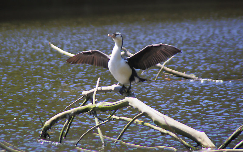 Pied Shag (Phalacrocorax varius) in the Zealandia Wildlife Sanctuary, Wellington, New Zealand