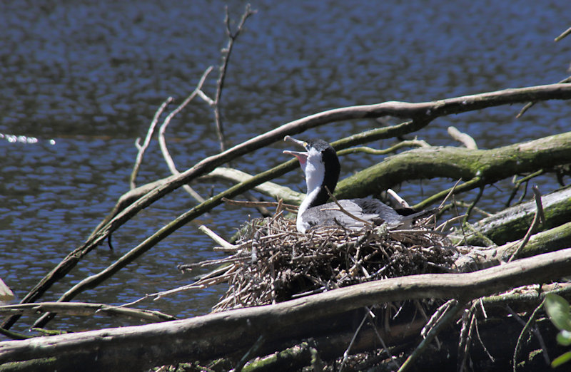 Pied Shag (Phalacrocorax varius) in the Zealandia Wildlife Sanctuary, Wellington, New Zealand