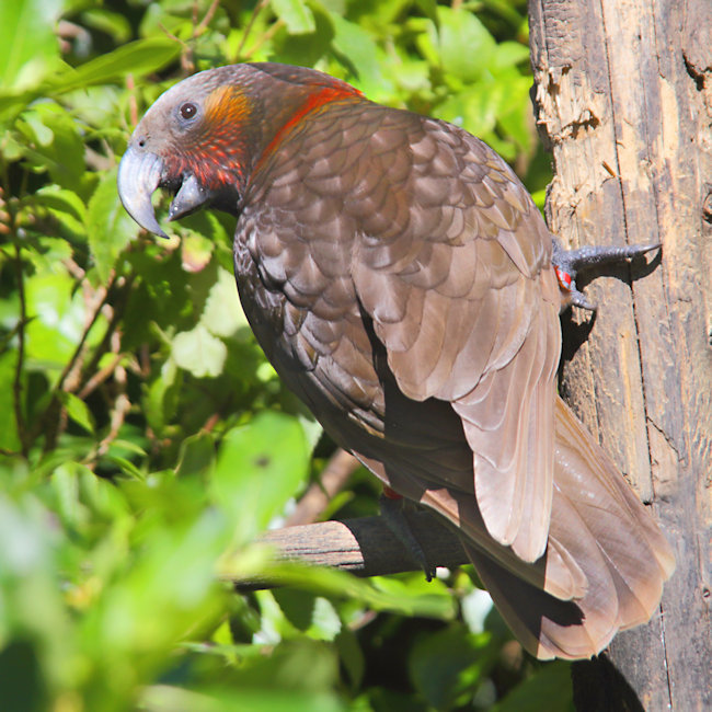 Kaka_Nestor meridionalis