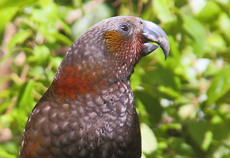 Kaka_Nestor meridionalis