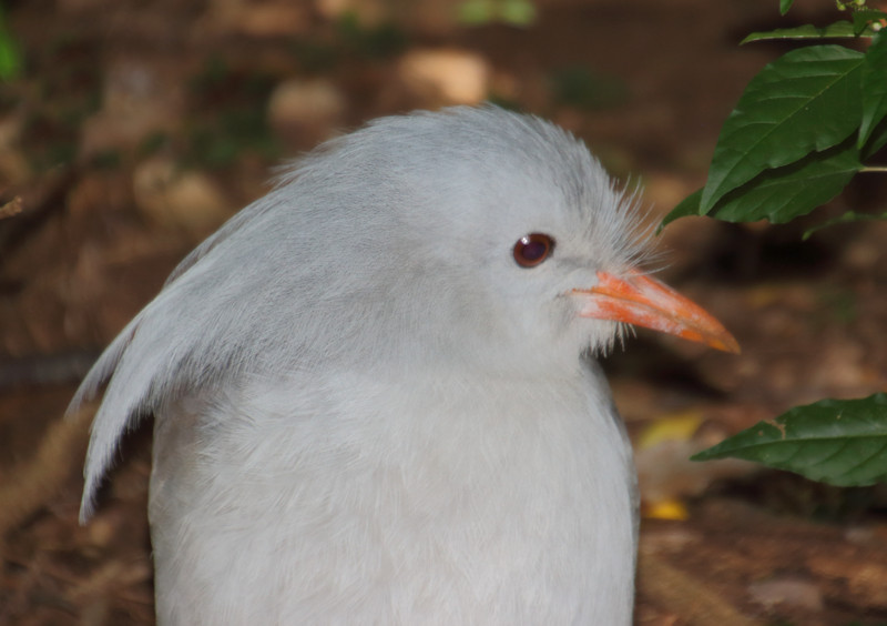 Kagu, Noumea, New Caledonia