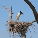 American Jabiru_Jabiru mycteria_4122