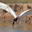 American Jabiru_Jabiru mycteria_4643