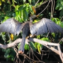 Anhinga_Anhinga anhinga_4150