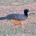 Bare-faced Curassow_Crax fasciolata_Female_4736