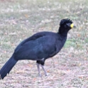 Bare-faced Curassow_Crax fasciolata_Male_4717