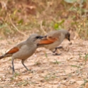 Bay-winged Cowbird_Agelaioides badius_4343