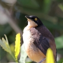 Black-capped Donacobius_Donacobius atricapilla_5902