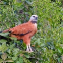 Black-collared Hawk_Busarellus nigricollis_4609