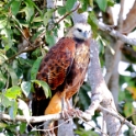 Black-collared Hawk_Busarellus nigricollis_5438