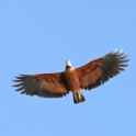 Black-collared Hawk_Busarellus nigricollis_5625