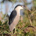 Black-crowned Night Heron_Nycticorax nycticorax_5576