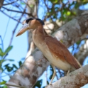 Boat-billed Heron - Cochlearius cochlearius_5917