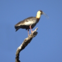 Buff-necked Ibis_Theristicus caudatus_P6572