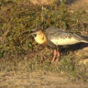 Buff-neckedIbis_Theristicus caudatus_P9A4749